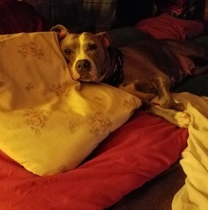 Meet your Posher, Anne